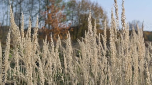 A light breeze rustles the blades of grass, making them sway gracefully