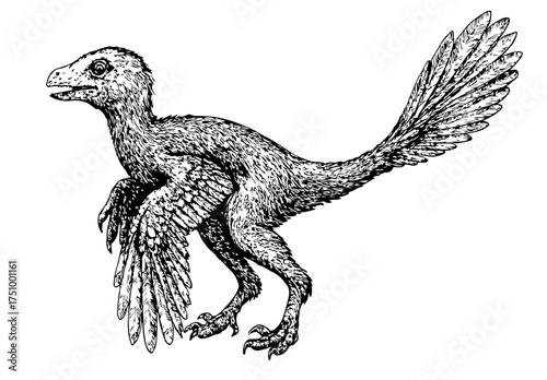 Microraptor engraving white background