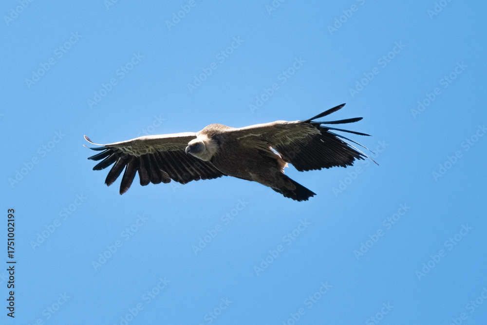 Obraz premium _DSC2731.NEF