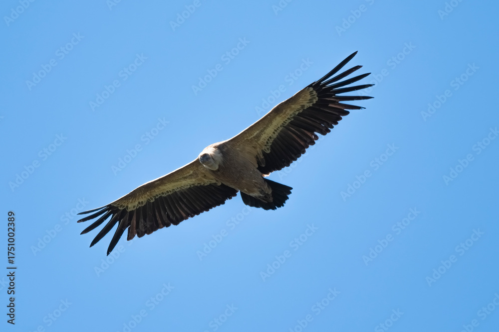 Obraz premium 03032024-_DSC2747.NEF