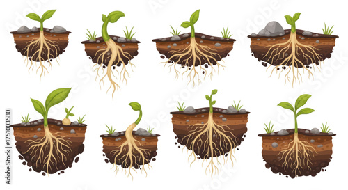 Young plants with roots in soil cross-sections.
