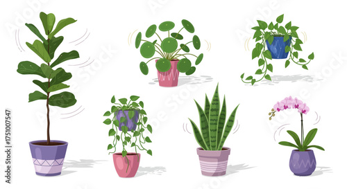 Collection of Potted Houseplants: Fiddle Leaf Fig Chinese Money Plant and More.