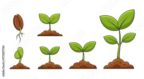 Illustrated Plant Growth Stages: Seed Germination to Young Seedling Development.