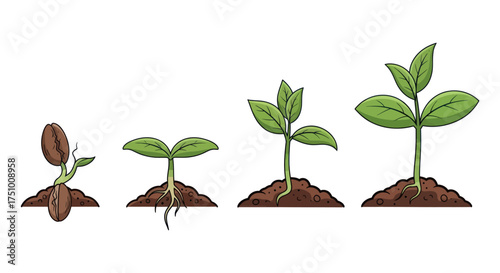 Stages of Plant Growth: Seedling to Mature Plant.