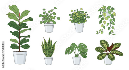 Collection of Potted Houseplants with Various Leaf Shapes and Sizes in White Pots.