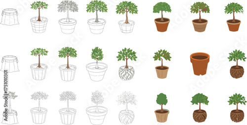 Potted plant cartoon illustration set showing growth stages from outline to color with different pots on white background vector design
