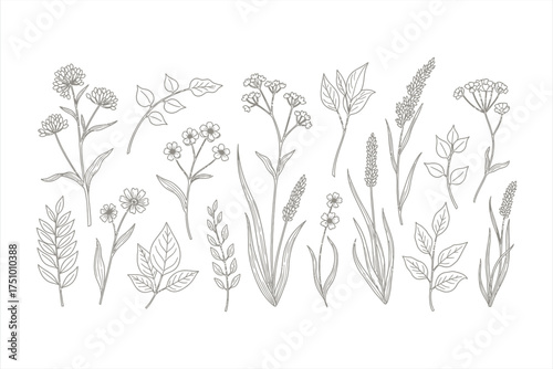 Hand Drawn Botanical Elements Floral Leaves and Flowers Line Art vector