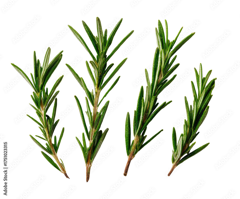 Fototapeta premium Four sprigs of fragrant, needle-like herb, isolated against a stark black background