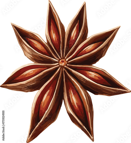 Vector watercolor illustration of a star anise