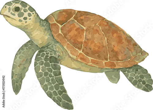 Vector watercolor illustration of a hawksbill sea turtle