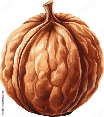 Vector watercolor painted illustration of a walnut