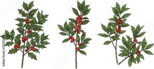 Realistic holly and berry branch vector illustration set with green leaves and red fruits for Christmas decoration and botanical artwork