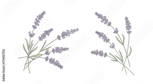 Botanical illustration of fragrant lavender twigs on a clean white background