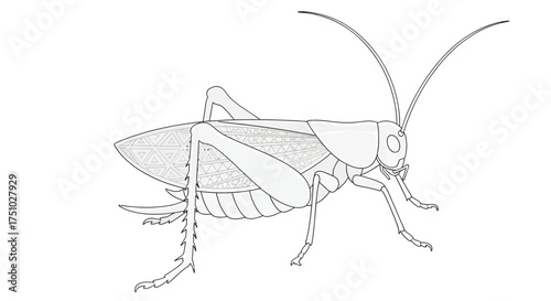 Detailed monochrome illustration of a grasshopper with intricate wing patterns showcasing nature's