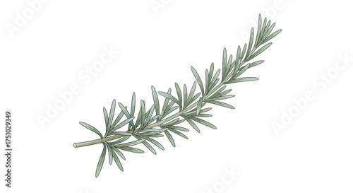 Elegant sprig of sage watercolor illustration on a clean white background providing a serene and