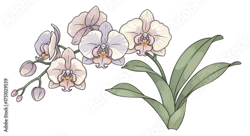Exquisite orchid blooms with delicate pastel tones and verdant leaves presented in intricate line