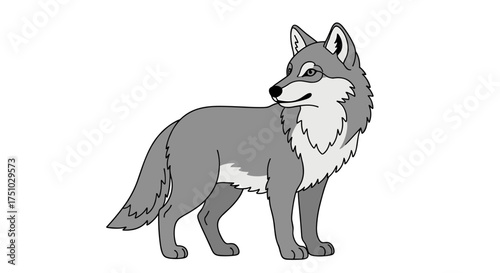 A gray wolf stands alert and surveys its surroundings with keen eyes.