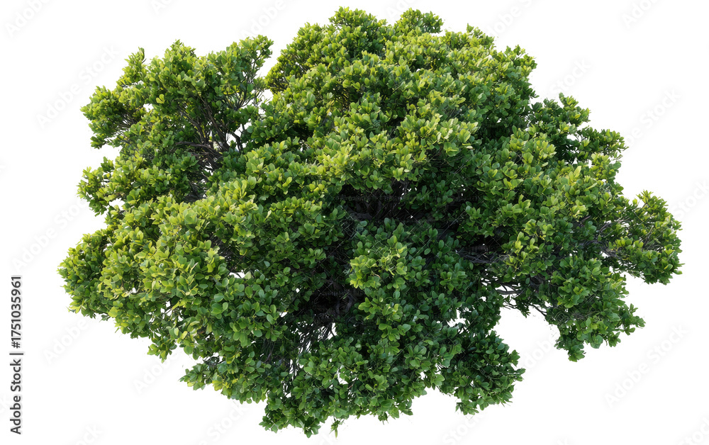 Obraz premium Isolated lush, green, leafy crown of a small tree against a transparent background