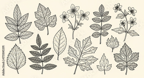 Vintage Botanical Set of Black Leaves and Flowers on Cream Background