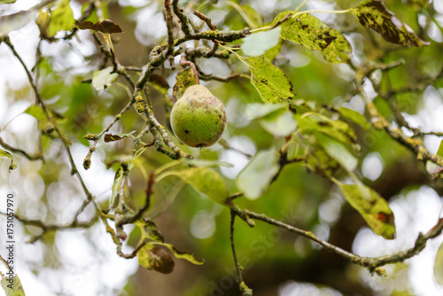 Pear on Tree Branch