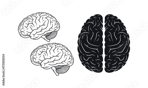 Detailed human brain anatomy views from multiple angles showing neural connections and complex structure
