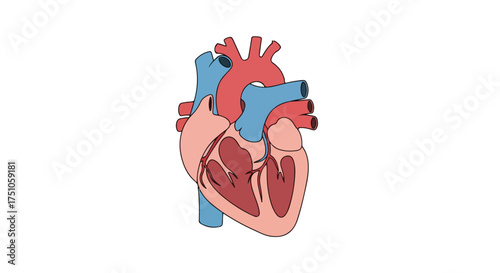 Anatomical heart diagram conveying medical precision and educational insight in a simple illustration format