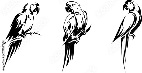 Set of Black and White Parrot Vector Illustrations for Tropical Design