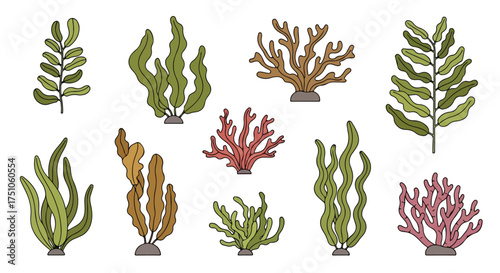 Diverse aquatic plants and coral arrangement showcasing marine flora variations for educational and decorative purposes of the ocean