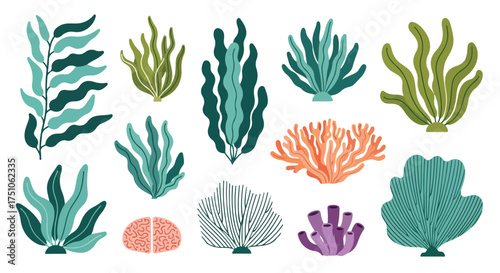 Stylized marine life illustration showcasing diverse seaweed and coral species with unique shapes and colors depicted on a white background
