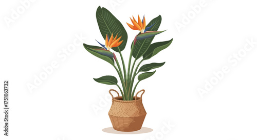 A vibrant vector illustration of a Bird of Paradise plant in a woven basket pot, white background