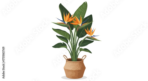 A vibrant vector illustration of a Bird of Paradise plant in a woven basket pot, white background