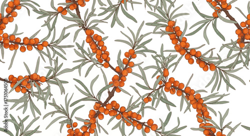 Seamless vector illustration of sea buckthorn branches with berries and leaves, white background