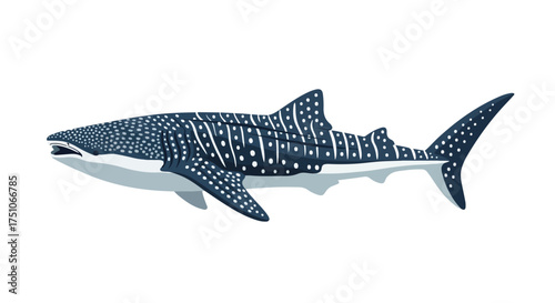 Whale shark illustration: Detailed view of a gentle giant swimming in the ocean against a white background