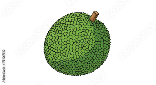 Vibrant jackfruit illustration showcasing its textured green skin and distinctive stem detail against a clean white backdrop
