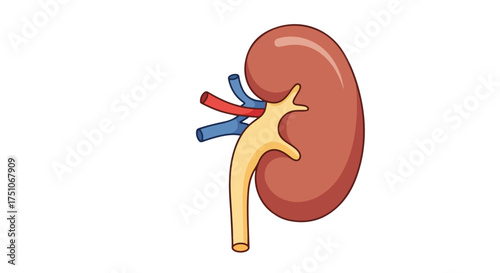 Illustrated kidney anatomy on a plain background for educational and medical resource utilization portraying internal body organ system health and