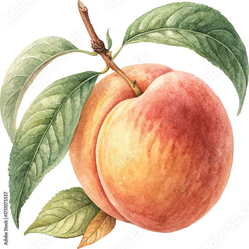 Watercolor Peach with Leaves – Hand Painted Botanical Fruit Illustration
