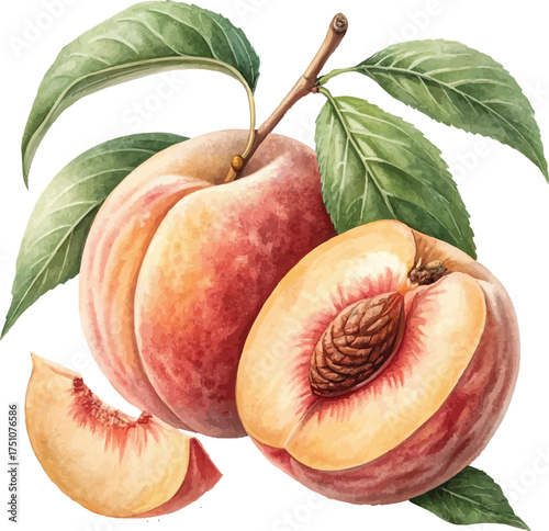 Watercolor Peaches with Leaves – Hand Painted Botanical Fruit Illustration
