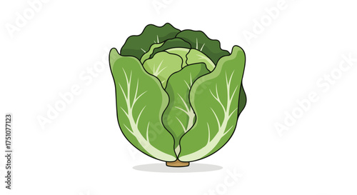 Cartoon Style Cabbage Head Isolated on White Background for Culinary Illustrations and Food Designs