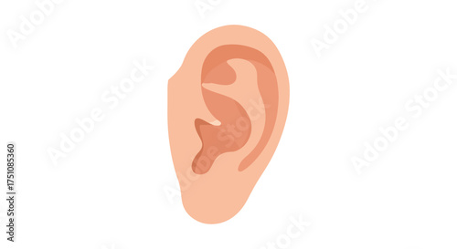 Anatomical illustration showcasing the external human ear structure featuring detailed cartilage folds and smooth skin texture for educational or