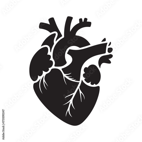 Anatomical Human Heart Silhouette Vector