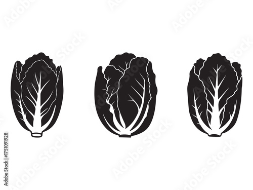 Three monochrome stylized napa cabbage vector illustration for food related design or healthy eating promotions ideal for minimalist graphic projects