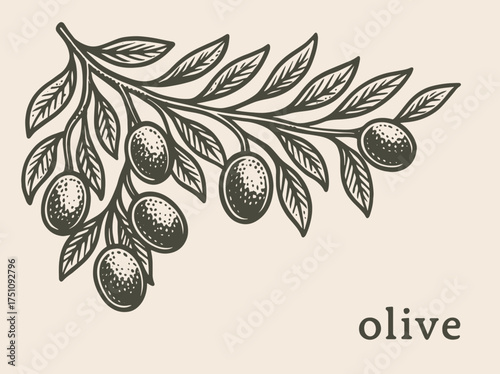 Olive branch vintage engraving botanical style vector illustration