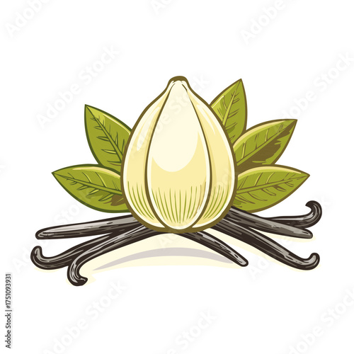 Vintage style illustration of a vanilla flower with beans and leaves