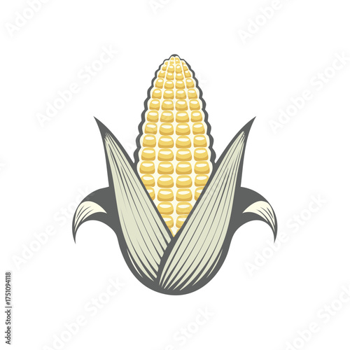 Detailed illustration of a fresh and ripe corn on the cob, with detailed leaves.
