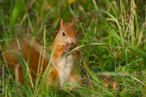 Wallpaper Mural Red squirrel sitting in the grass and eating a walnut close-up Torontodigital.ca