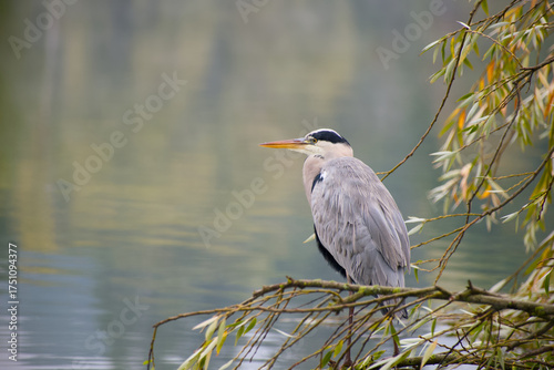 Wallpaper Mural Close-up of grey heron on calm lake with soft morning light	
 Torontodigital.ca