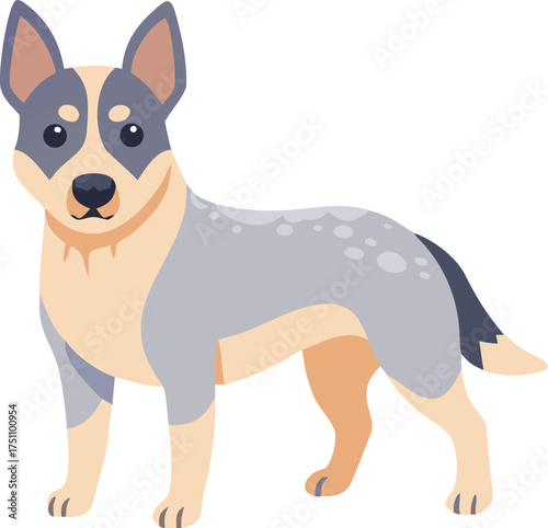 Australian Cattle Dog Blue Heeler Standing with Spotted Coat on White Background
