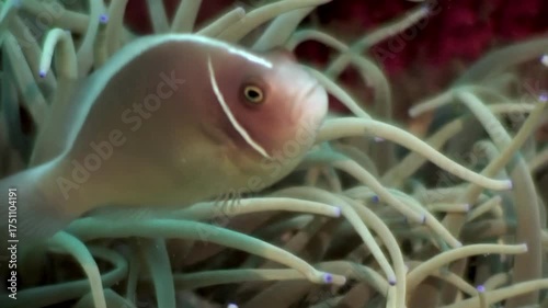 Observe a pink anemonefish gracefully swimming around its anemone home on Apo Island in the Philippines. A beautiful example of marine life symbiosis.