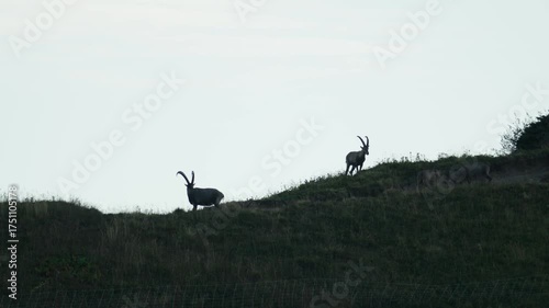 Ibex in mountain