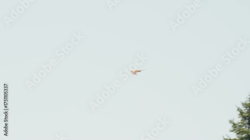 Bird starting to fly